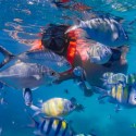 Coral Island- Thanan Island - Bon Khai Island - Khai Nok Island -Nui Island -Raya Island By Longtail Boat