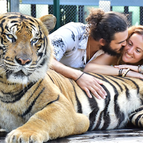 TIGER KINGDOM